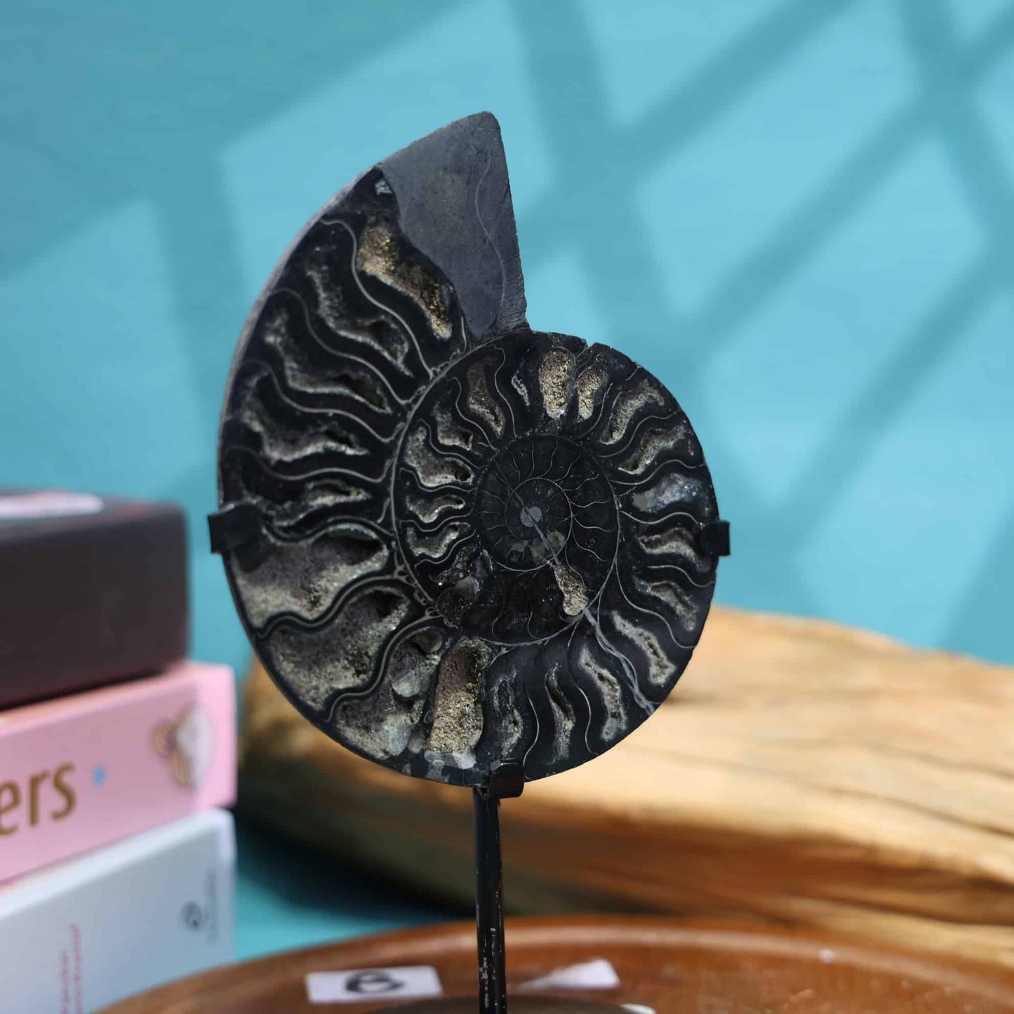 Black Ammonite Fossil