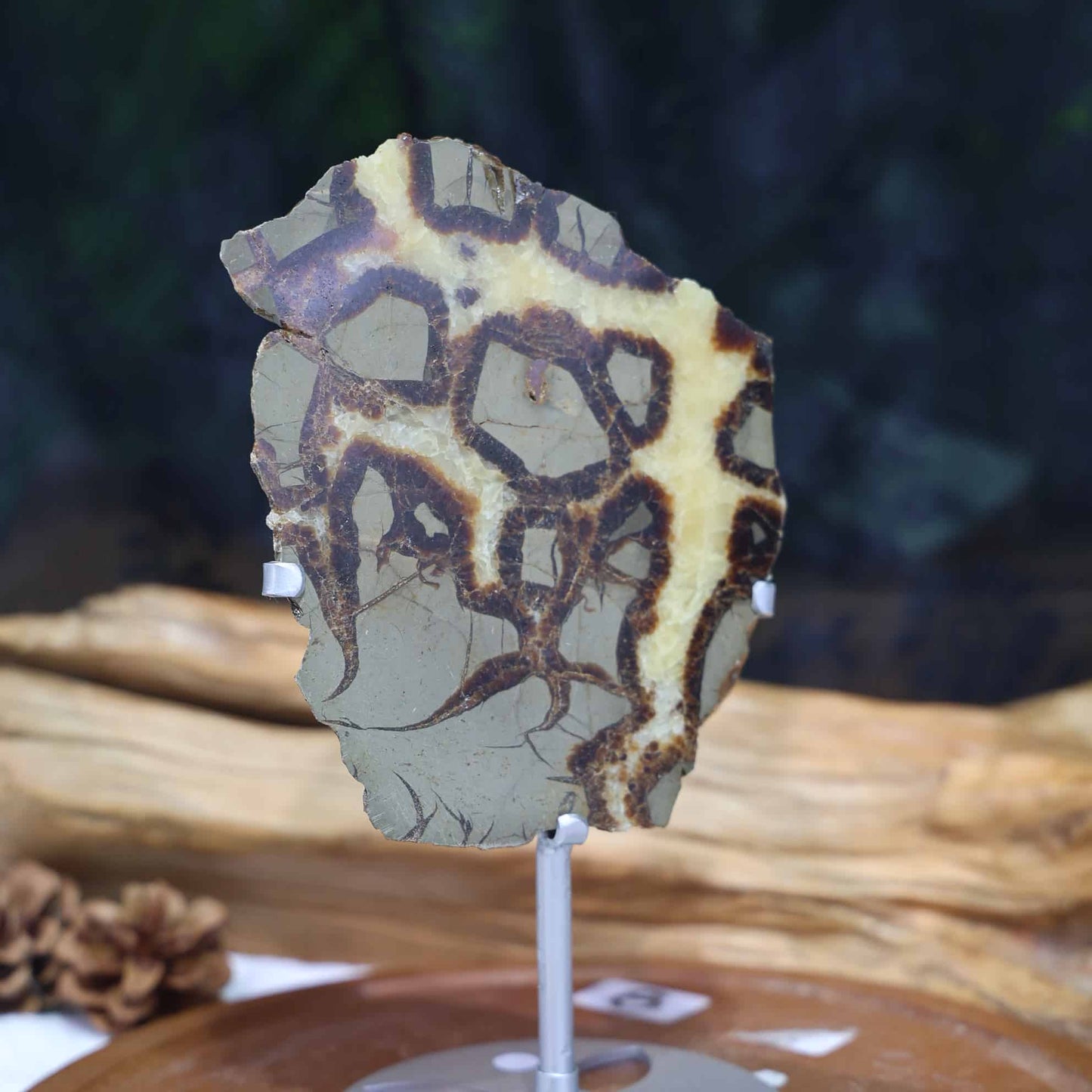 Septarian Slab #7