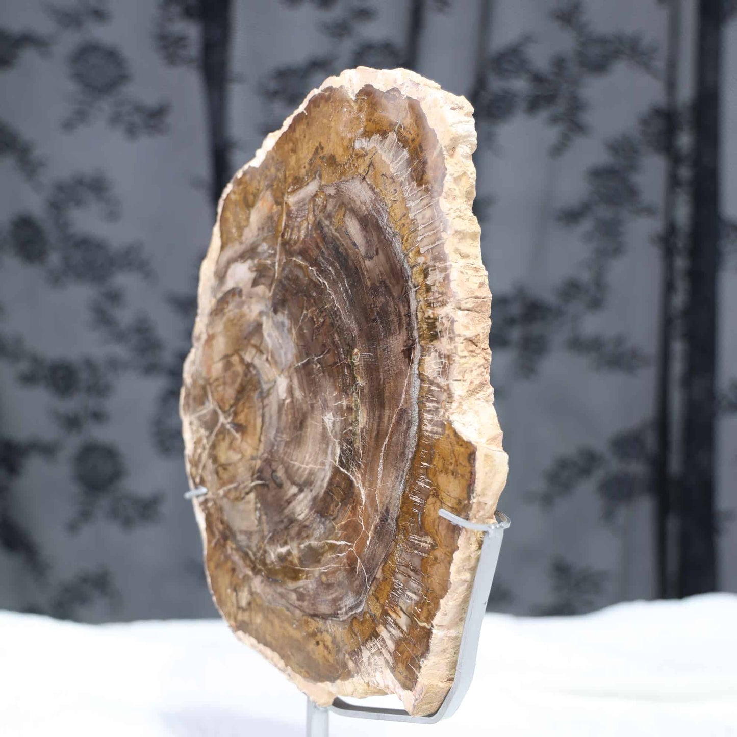 Petrified Wood Slab #57