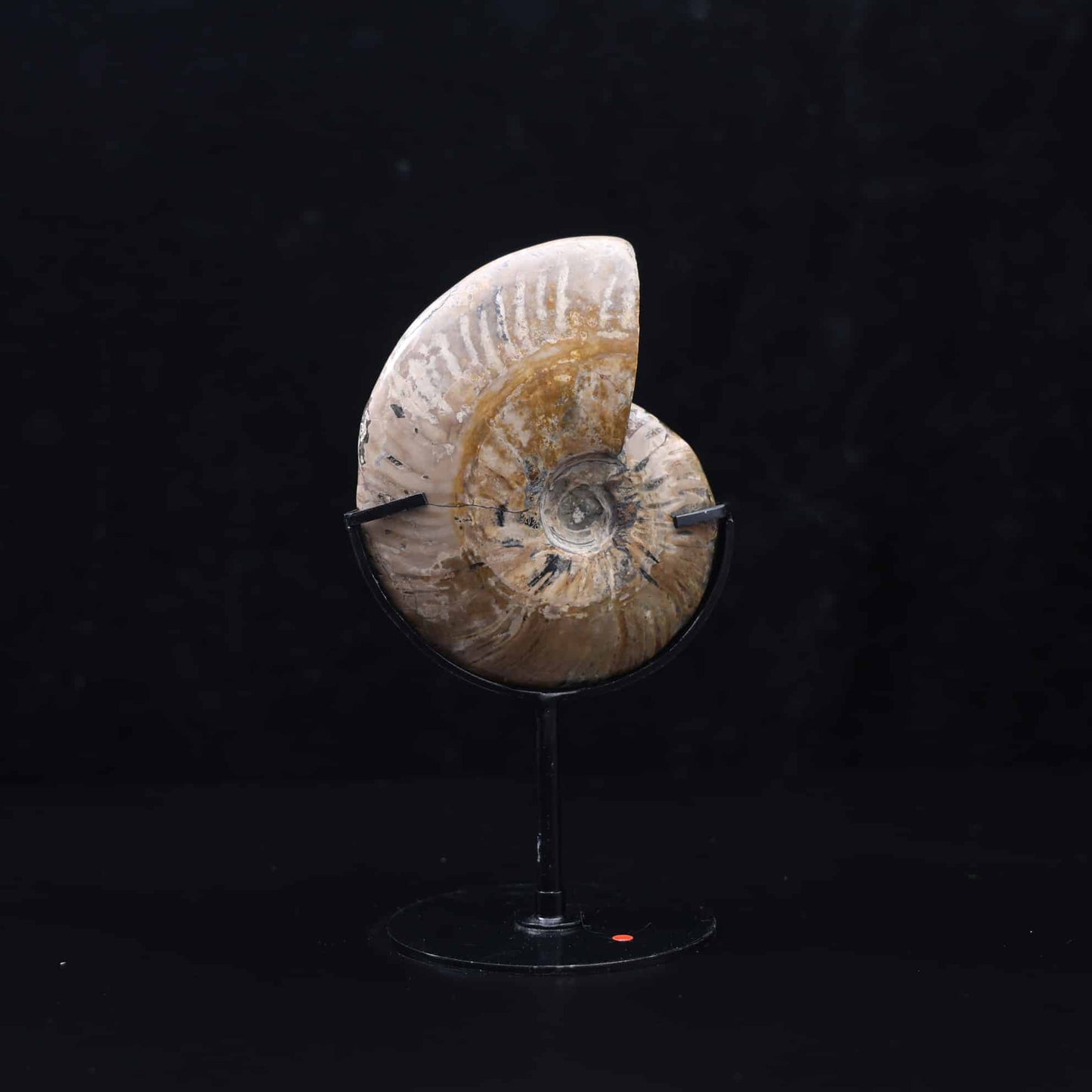 Ammonite