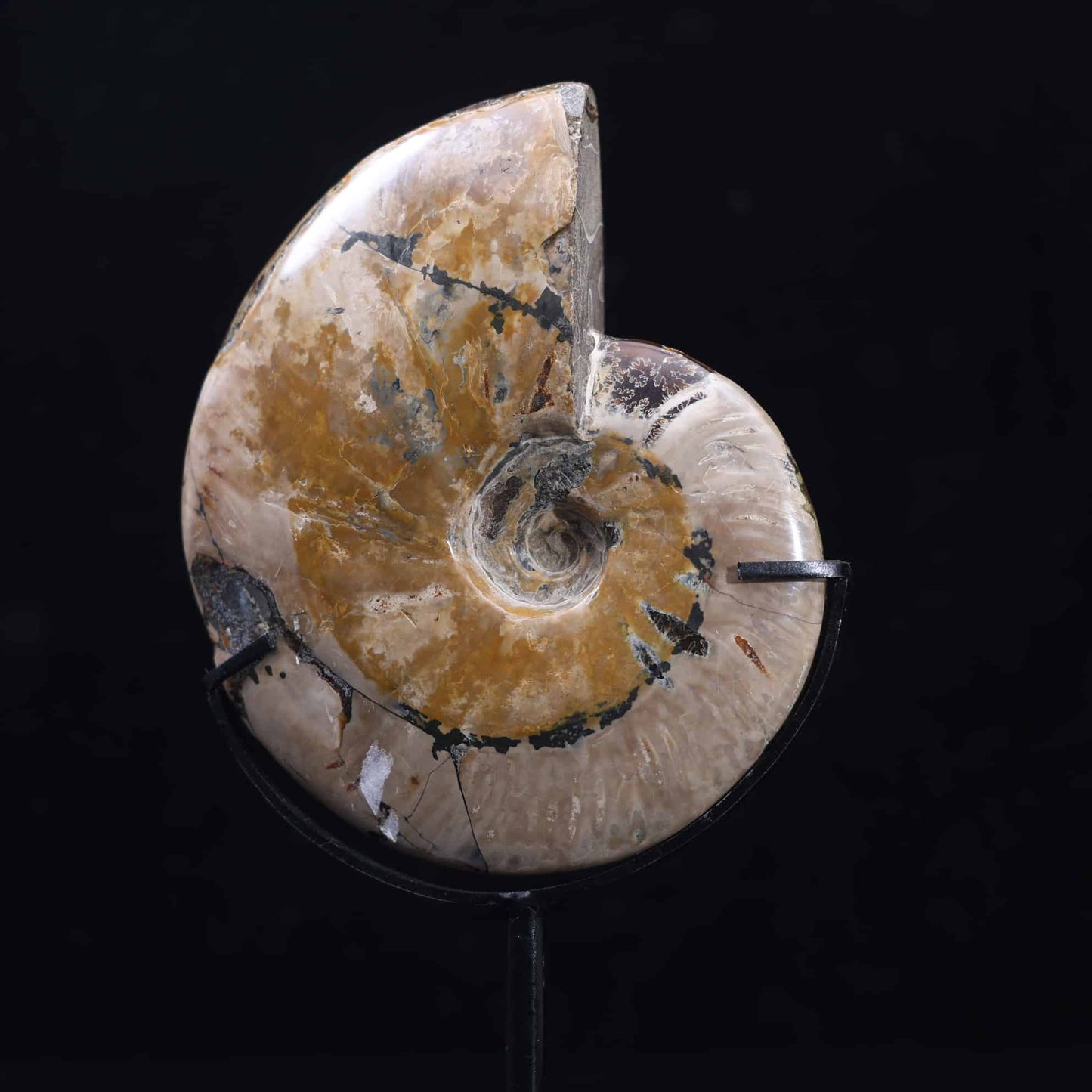 Ammonite Fossil