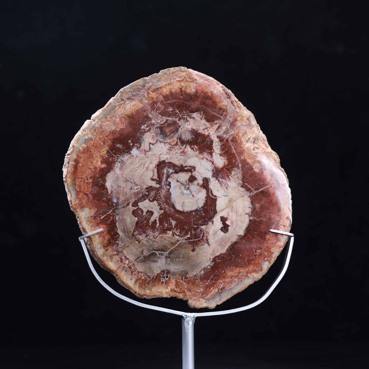 Petrified Wood Slab #5