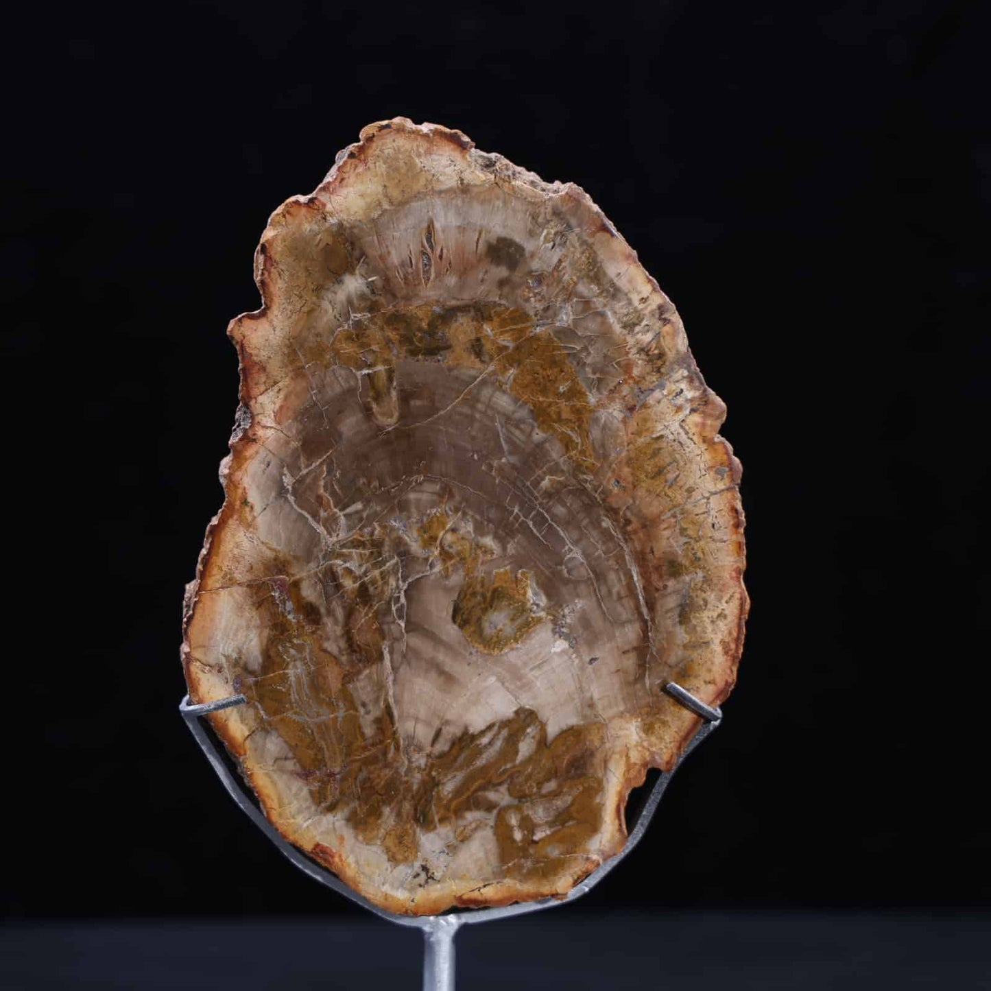 Petrified Wood Slab #4