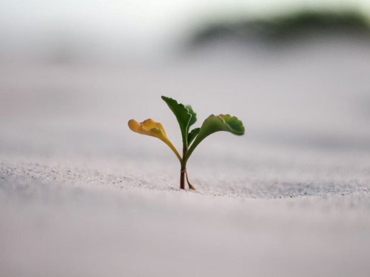 Spiritual Growth