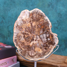 Petrified Wood Slab #58