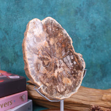 Petrified Wood Slab #58