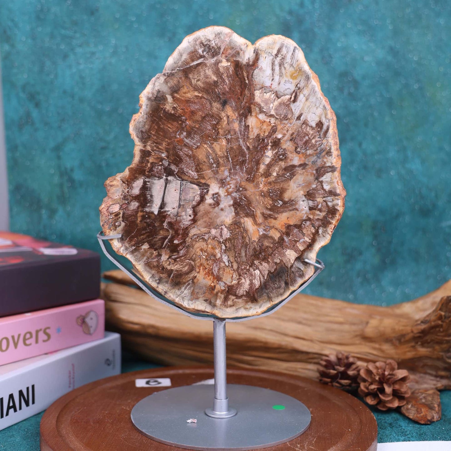 Petrified Wood Slab #58
