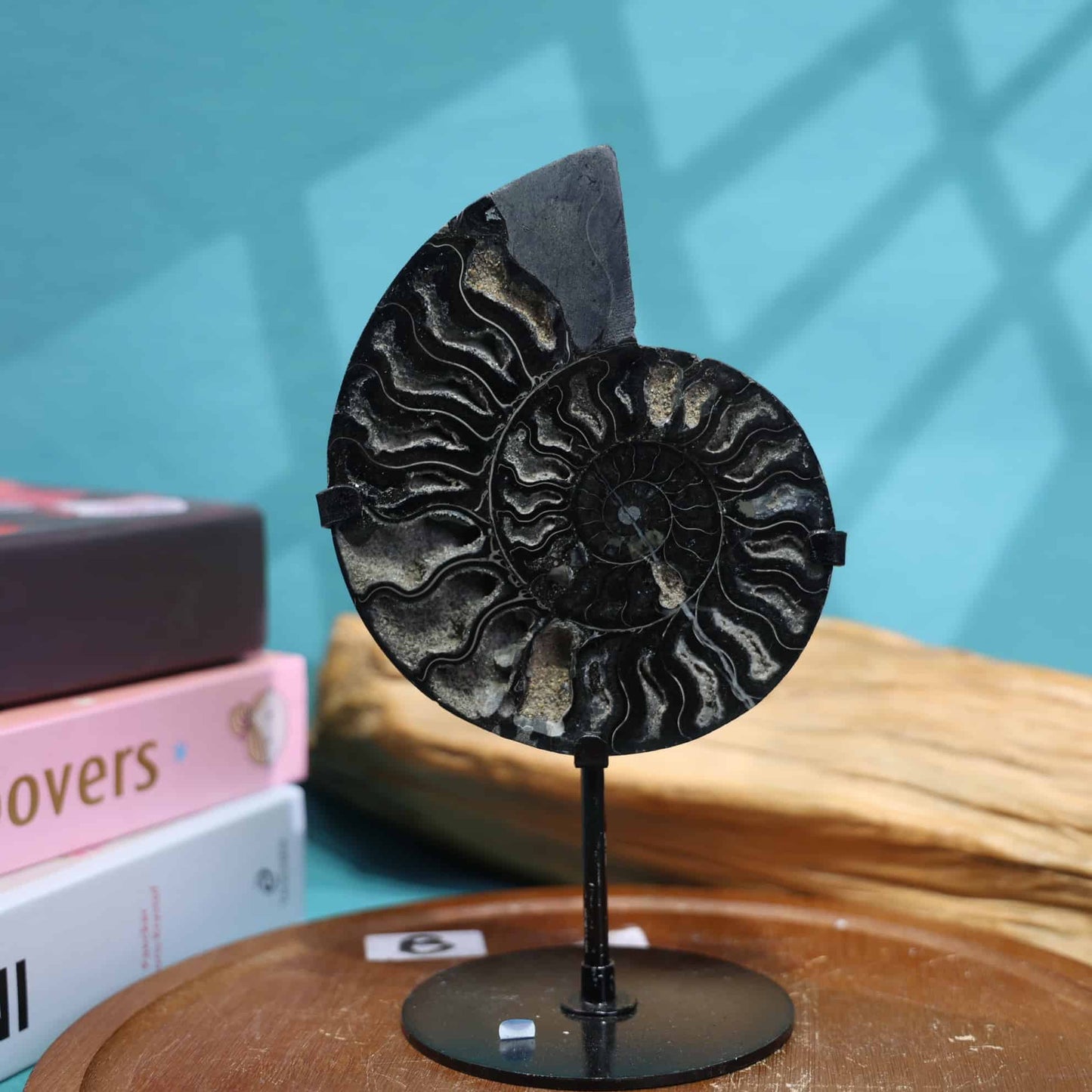 Black Ammonite Fossil