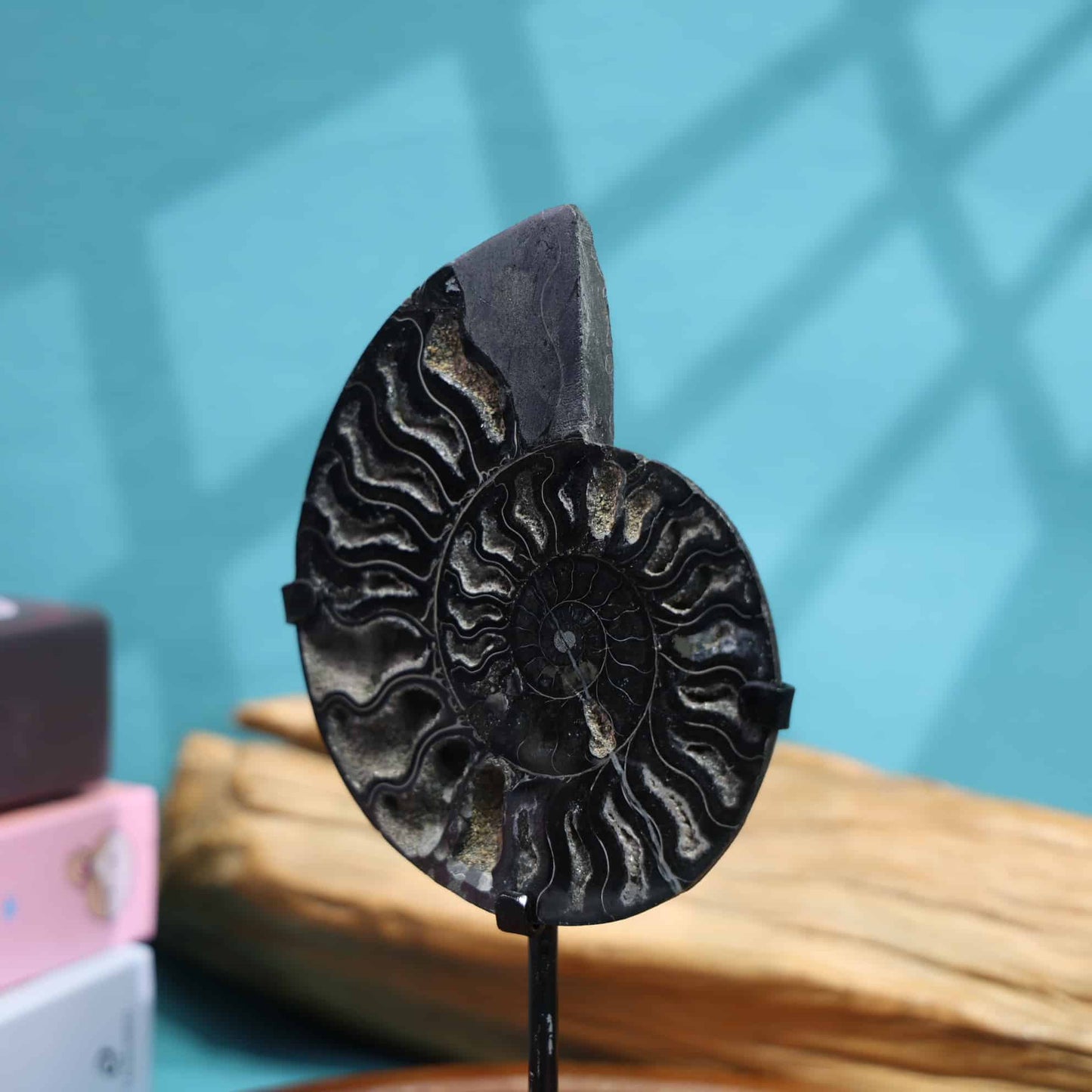 Black Ammonite Fossil