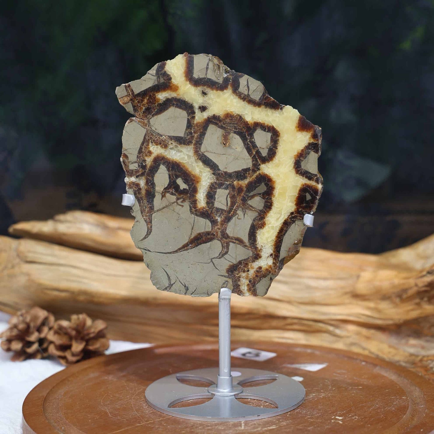 Septarian Slab #7