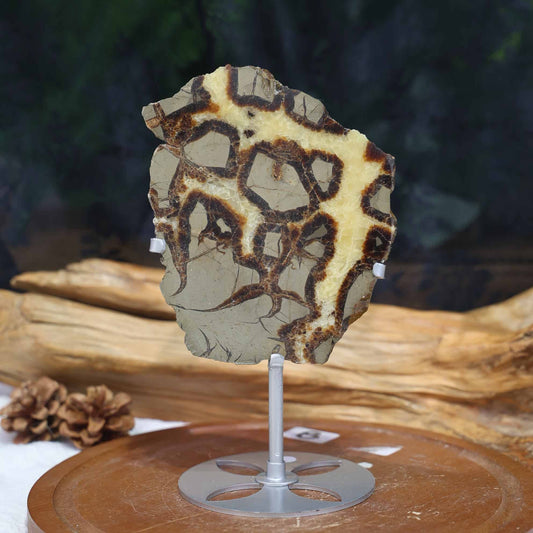 Septarian Slab