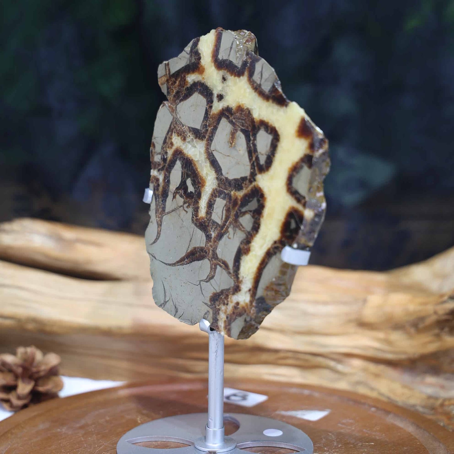 Septarian Slab #7
