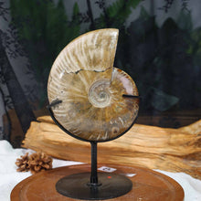 Ammonaite