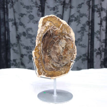 Petrified Wood Slab #57