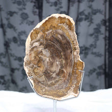 Petrified Wood Slab #57