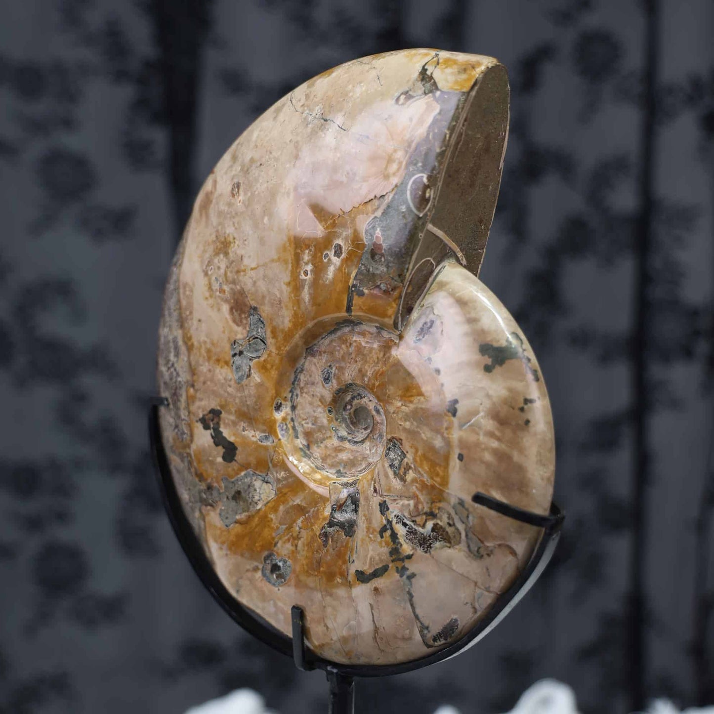 Ammonite