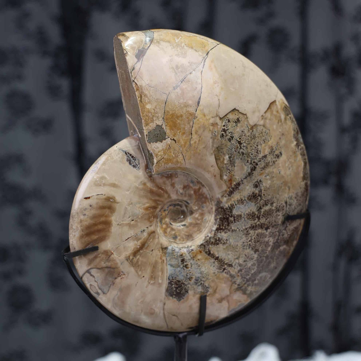 Ammonite