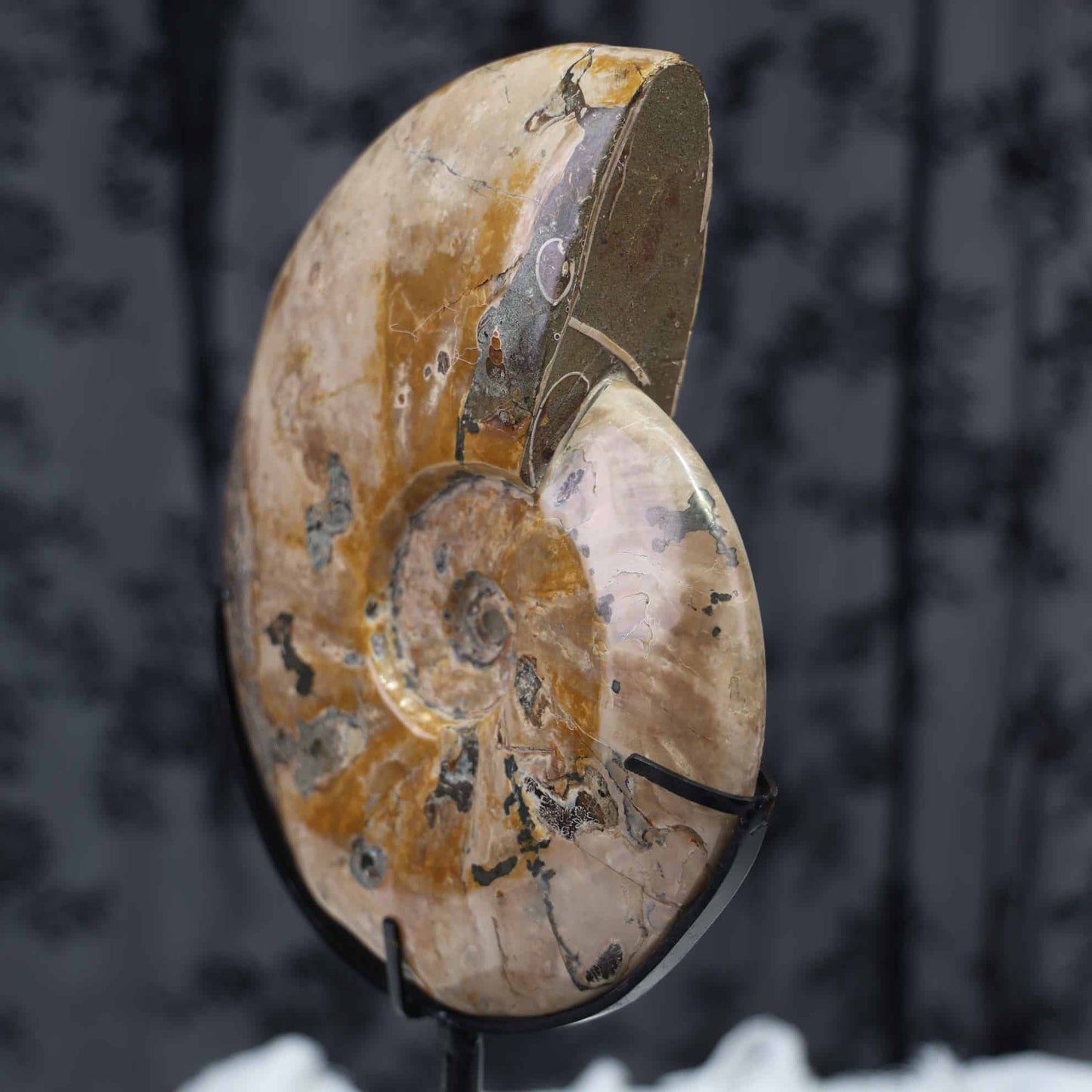 Ammonite