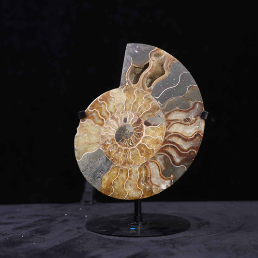 Ammonite