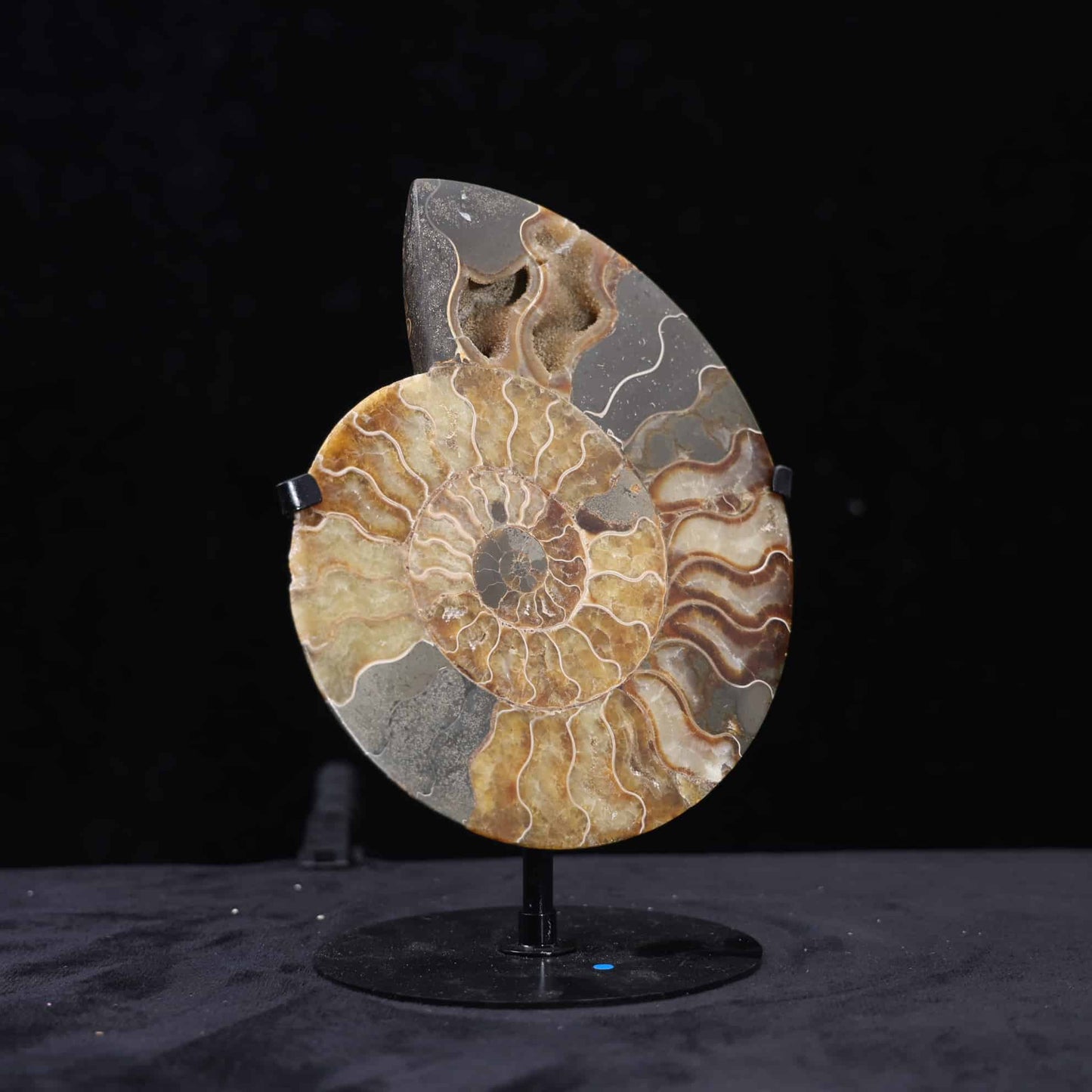 Ammonite
