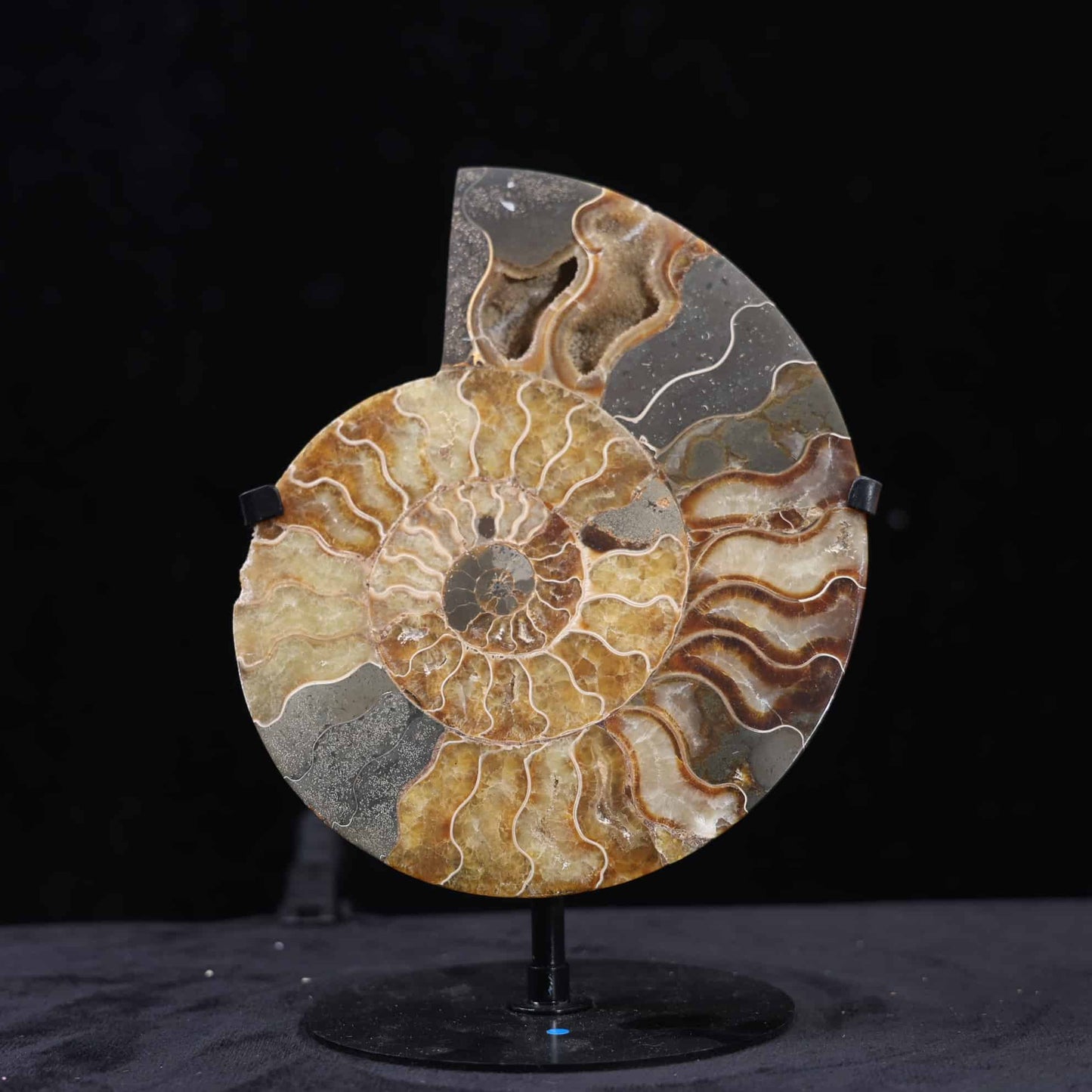 Ammonite