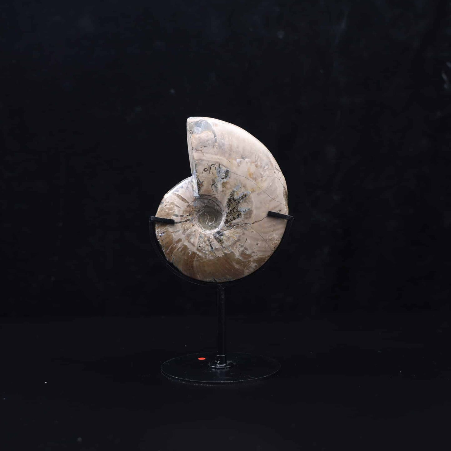 Ammonite