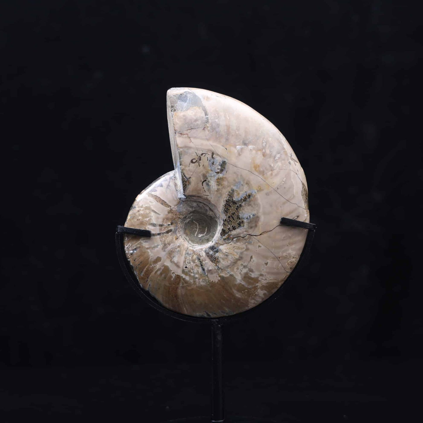 Ammonite