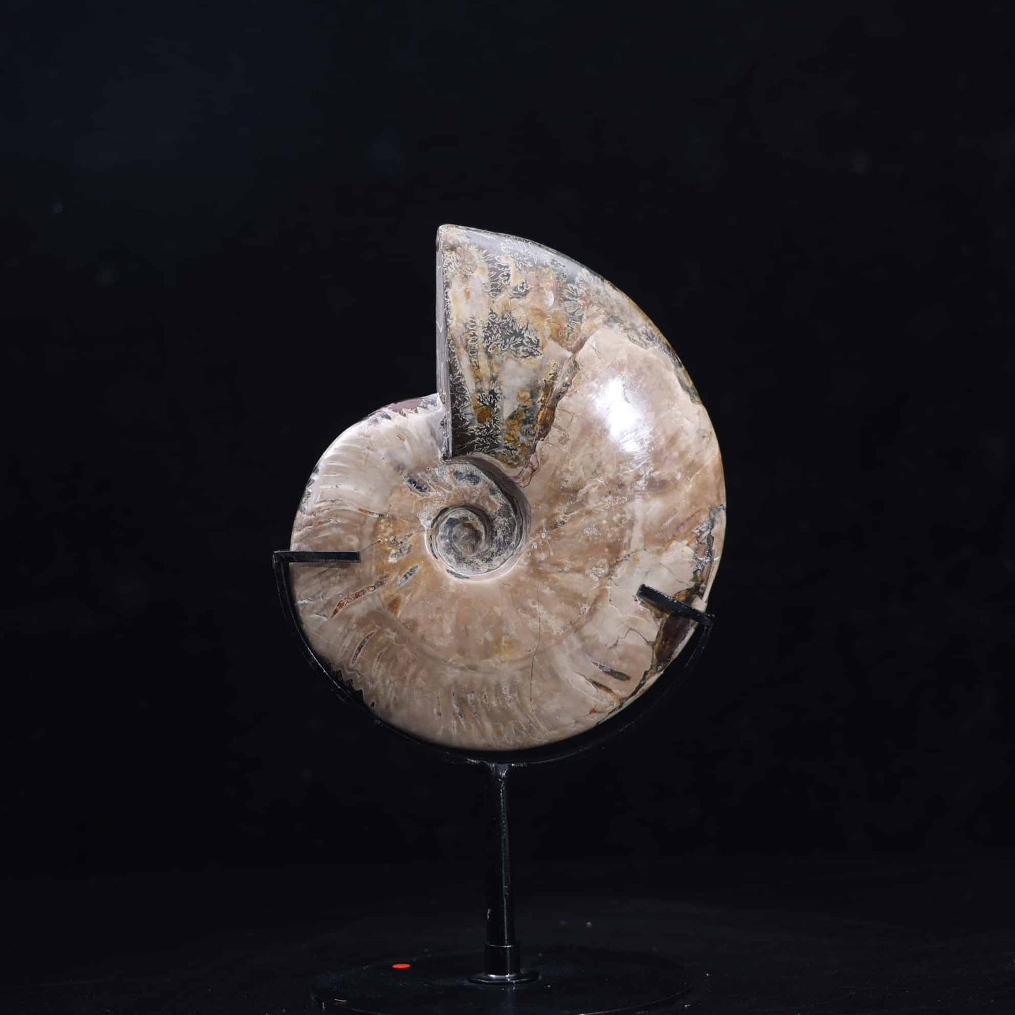 Ammonite Fossil #26