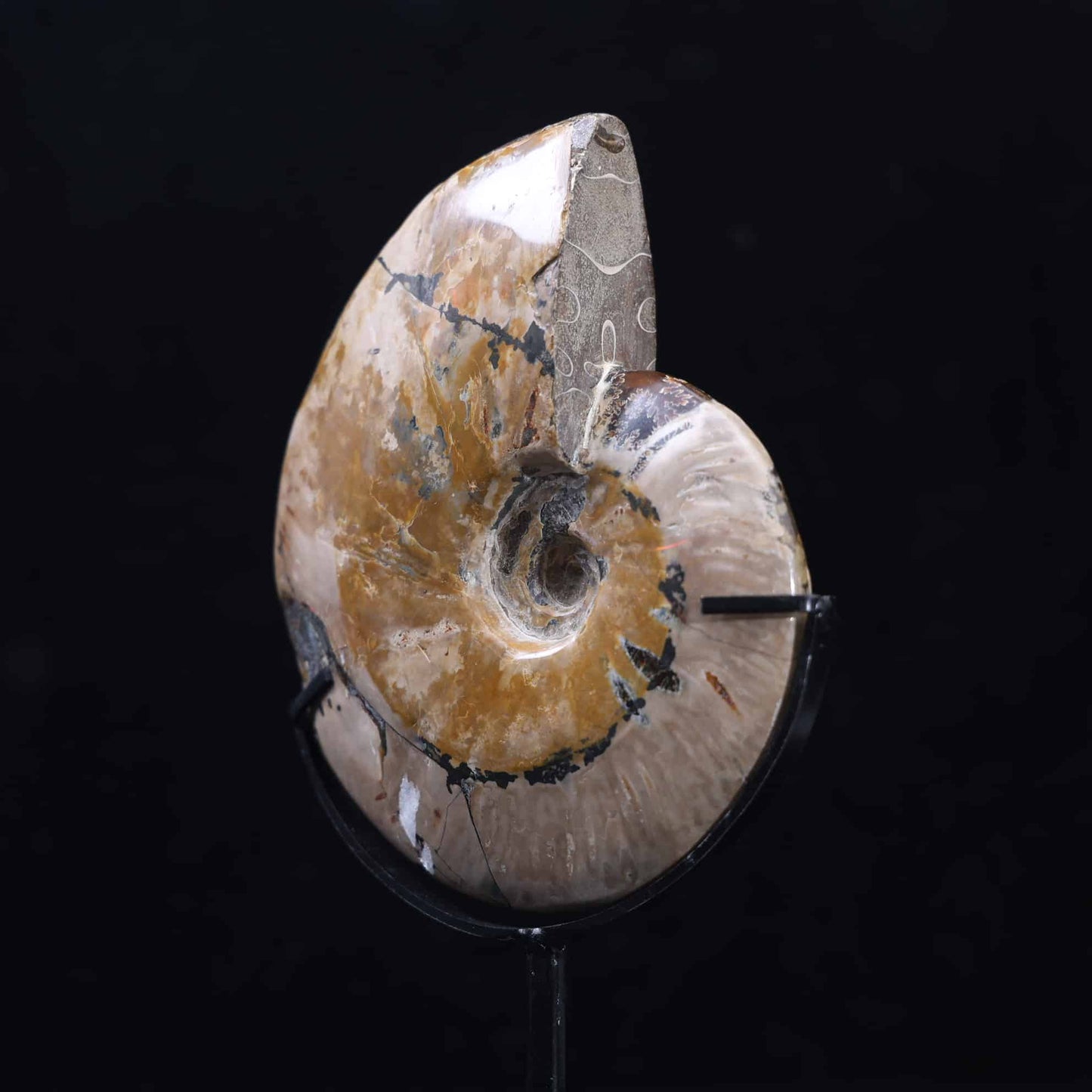 Ammonite  Fossil