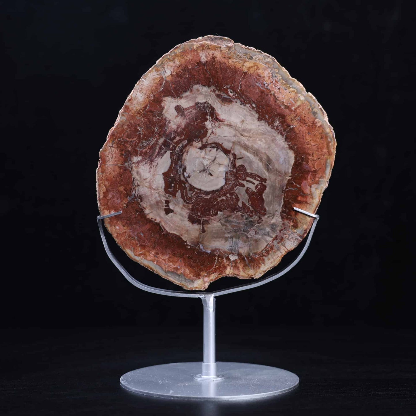 Petrified Wood Slab #5