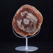 Petrified Wood Slab #5