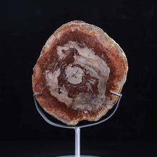 Petrified Wood Slab #5