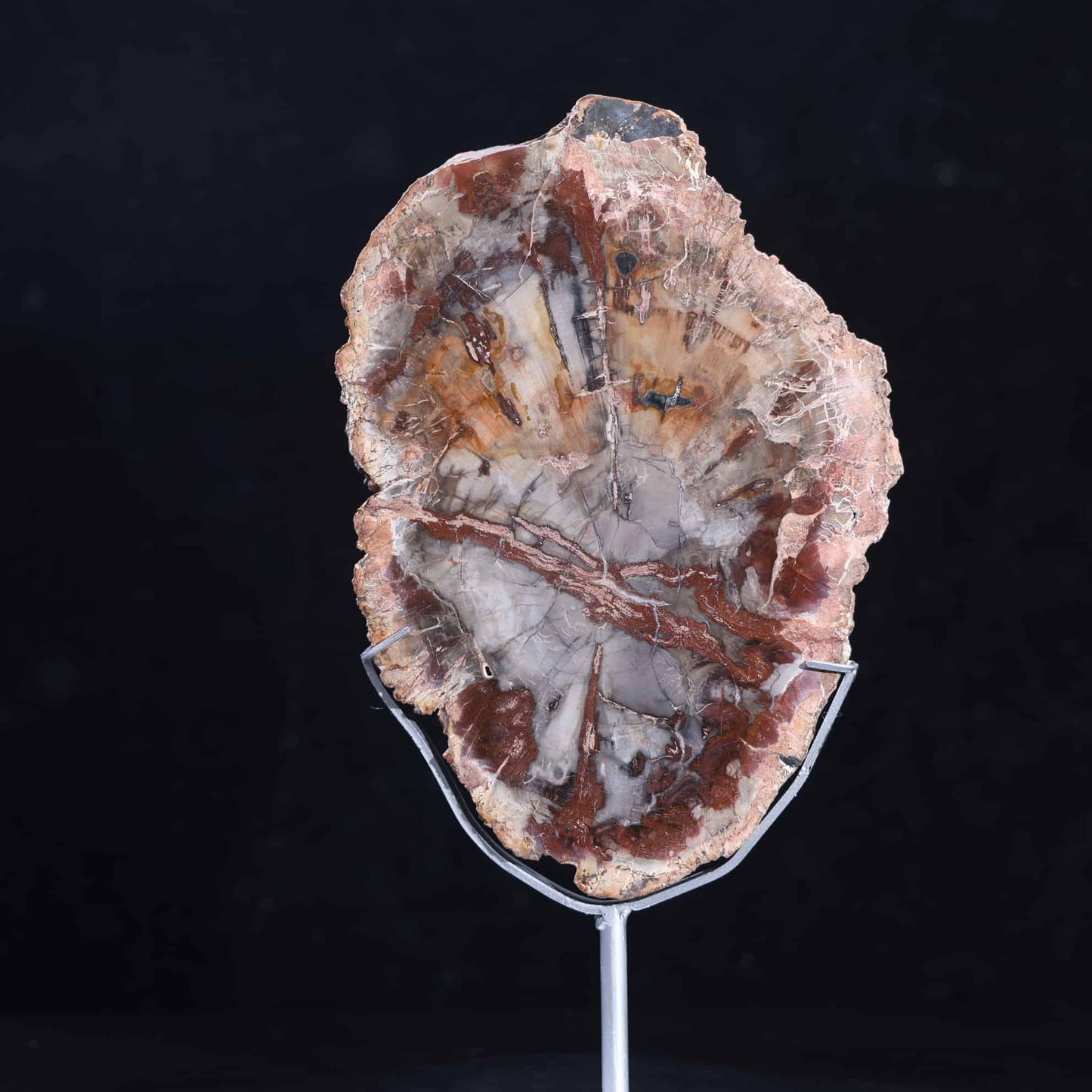 Petrified Wood Slab #35