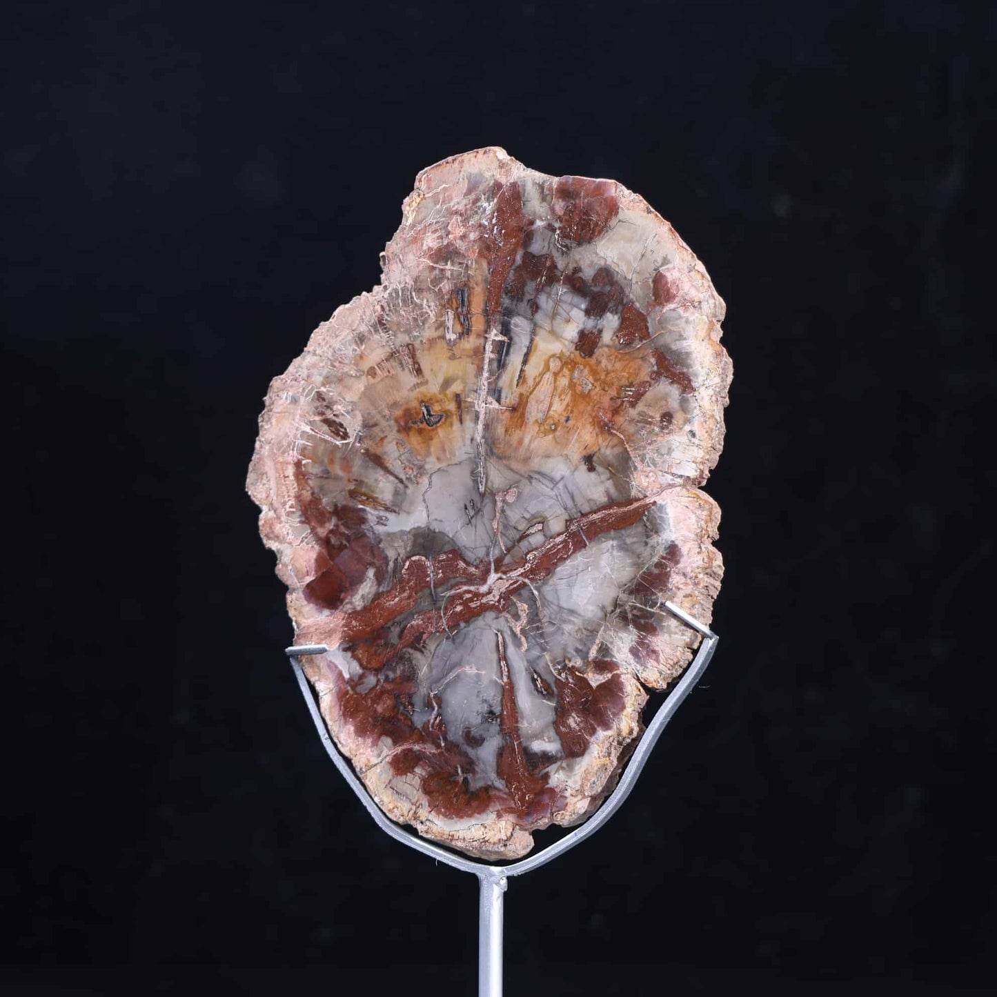 Petrified Wood Slab #35