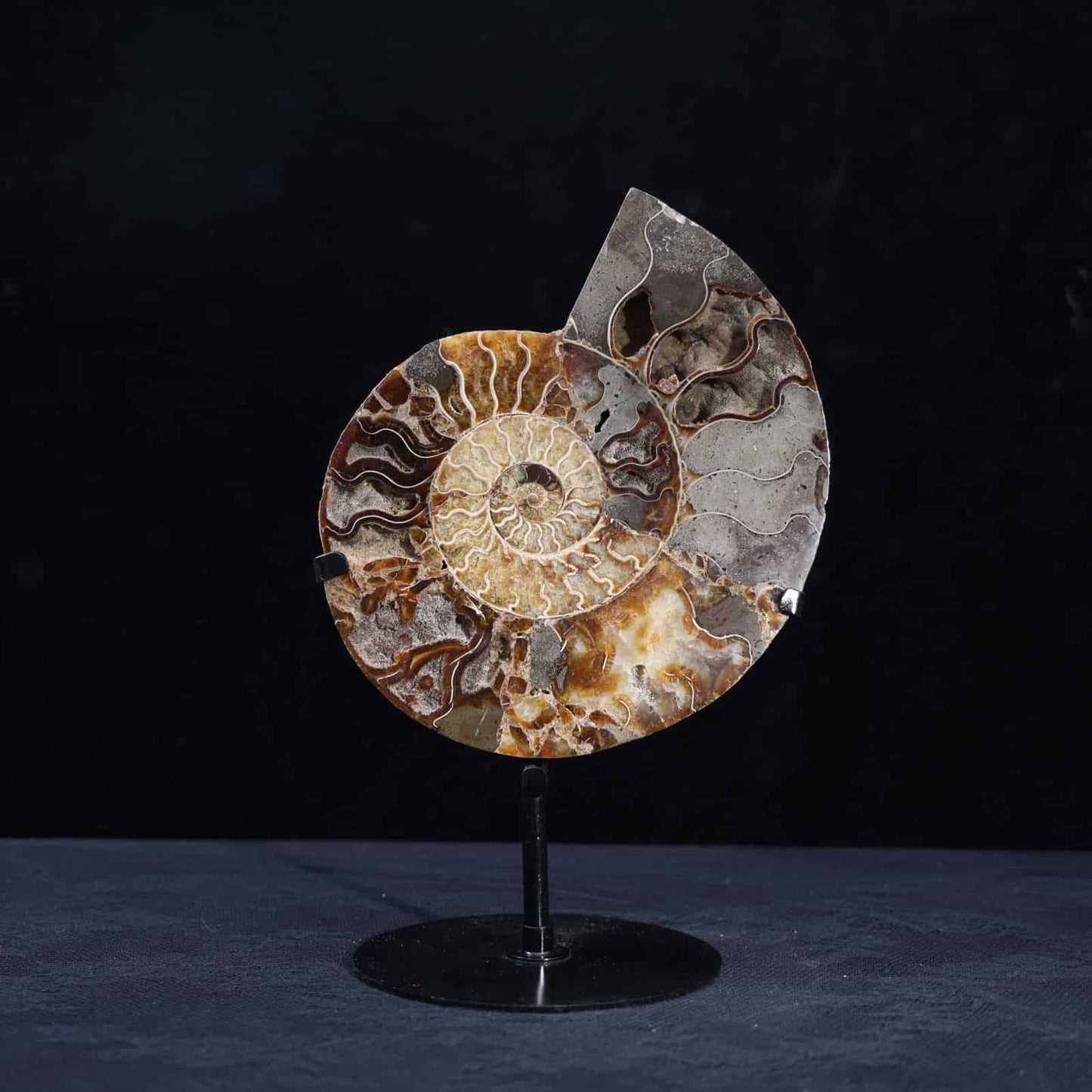 Ammonite Fossil #77