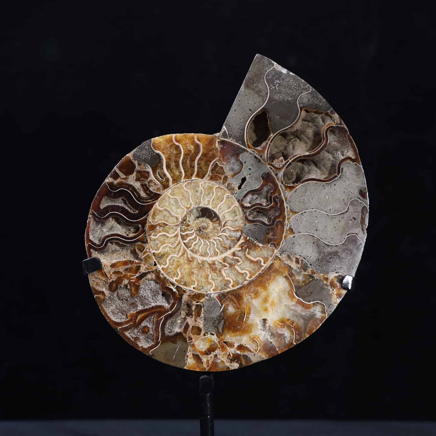 Ammonite Fossil #77