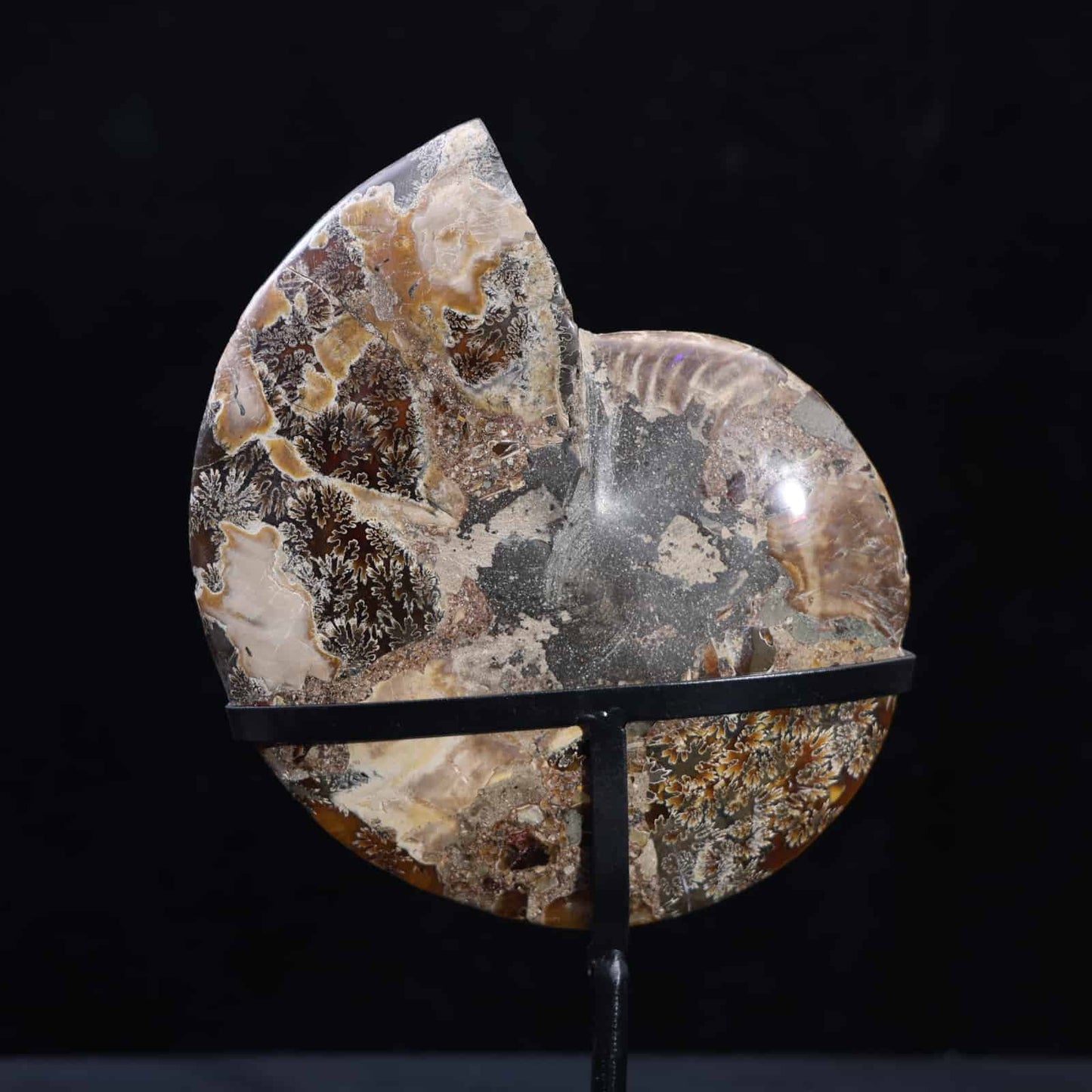Ammonite Fossil #77