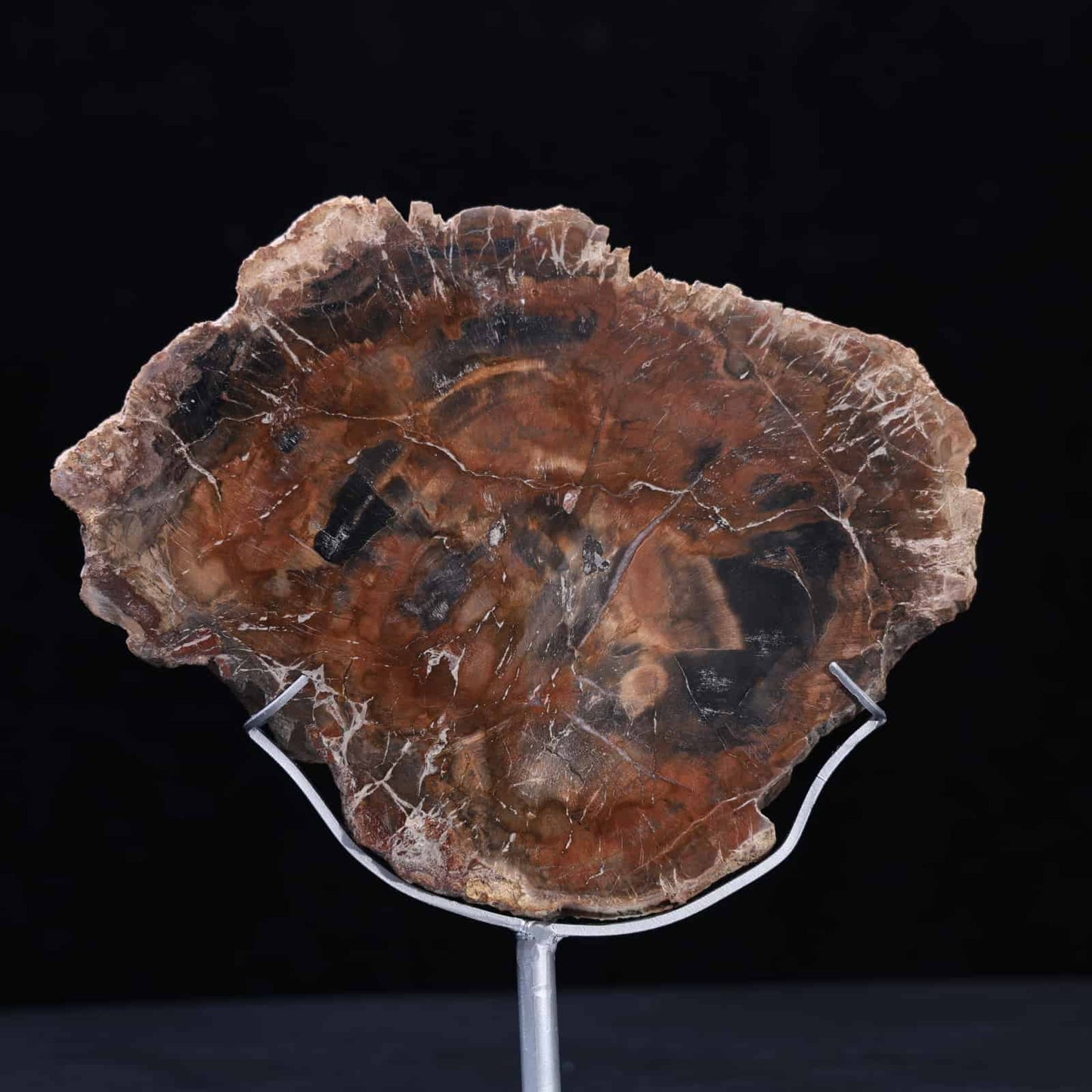 Petrified Wood Slab #7