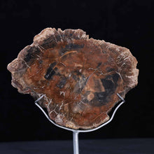 Petrified Wood Slab #7