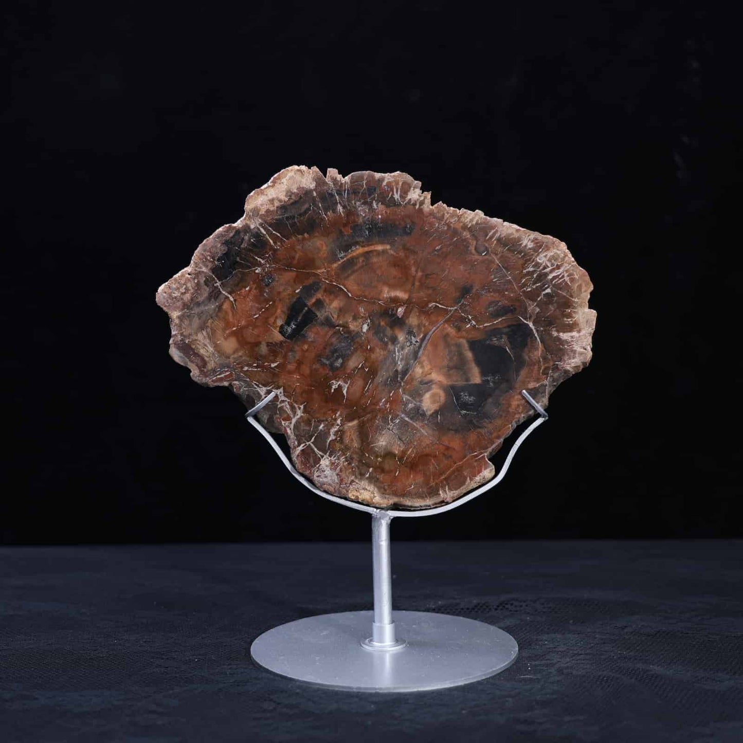 Petrified Wood Slab #7