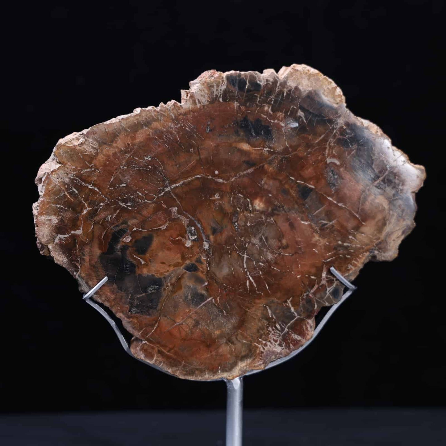 Petrified Wood Slab #7