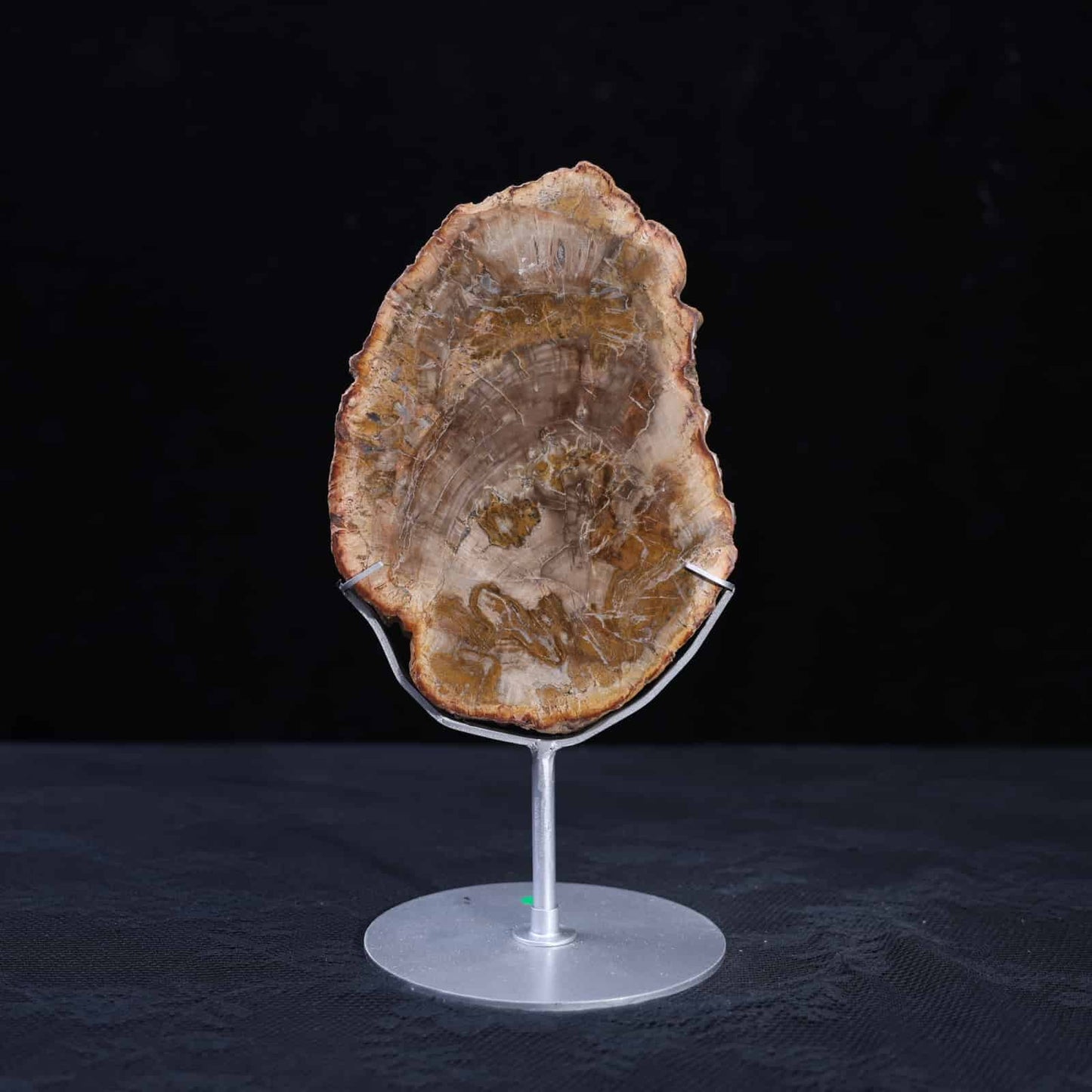 Petrified Wood Slab #4