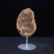 Petrified Wood Slab #4