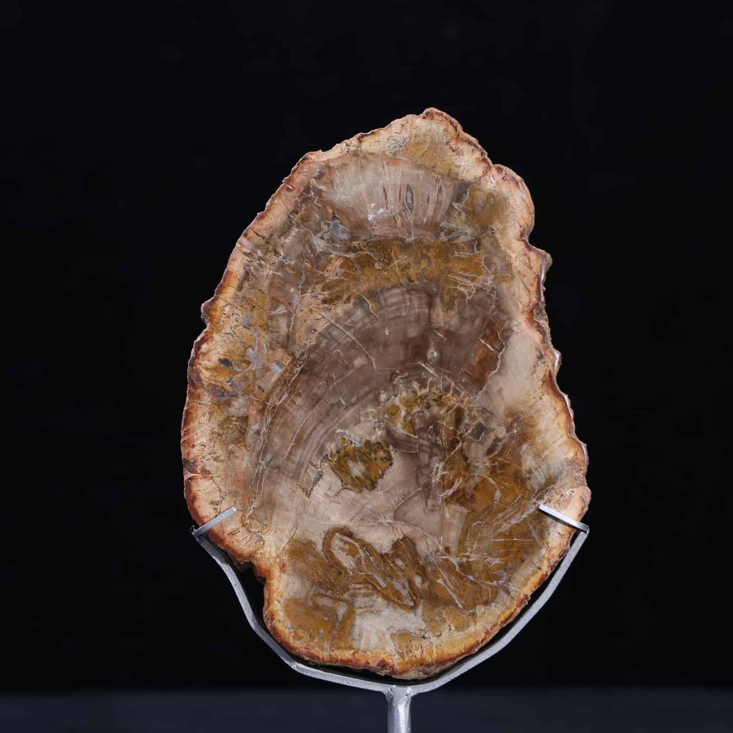 Petrified Wood Slab #4
